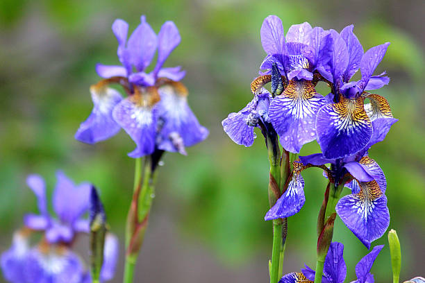 purple irys kwiaty (purple flagi), dwarf iris reticulata garden obrazu - rose bouquet flower single flower zdjęcia i obrazy z banku zdjęć