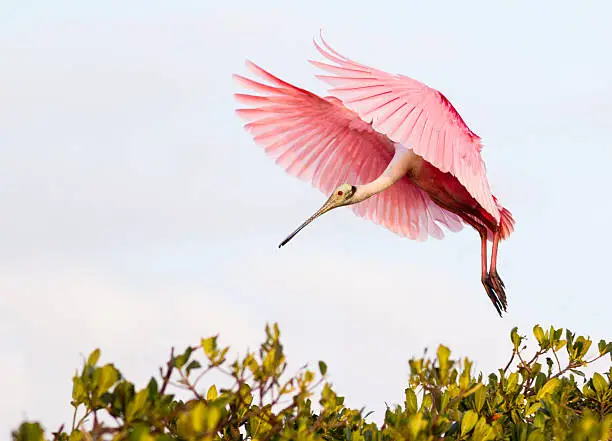 Photo of Roseate Spoonbill