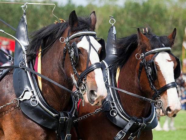 Clydesdale Horse pair at an agricultural show