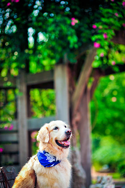 istock Golden retriever 494396019