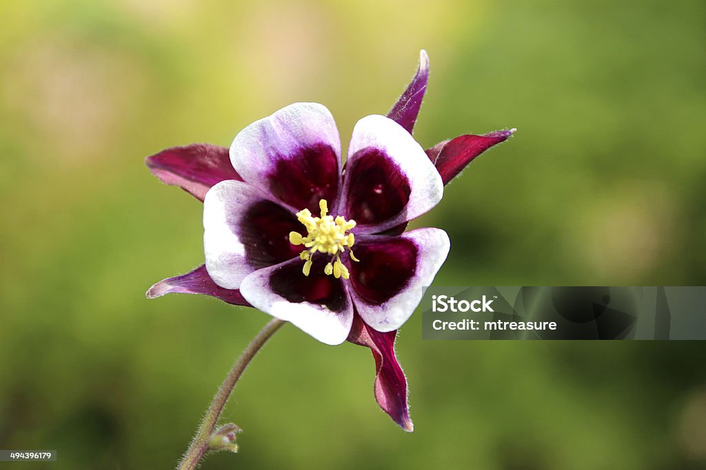 Widok fioletowy i biały Kwiat aquilegia (babcia jest Bonnet/Columbine) - Zbiór zdjęć royalty-free (Bez ludzi)