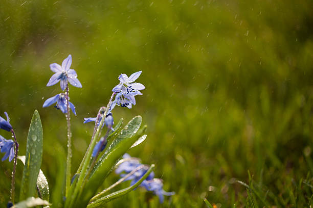 siberian squill ground cover Scilla siberica