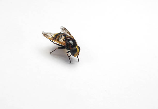 istock Beautiful and bright wasp on a white background 494396775
