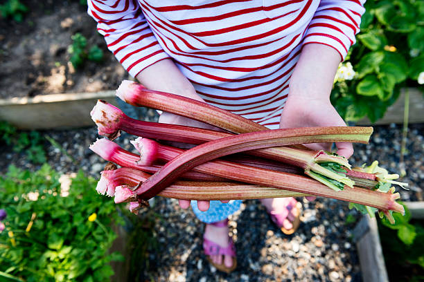 Young girl in a plant nursery, holding a harvest of rhubarb. Young girl picking fresh rhubarb. rhubarb stock pictures, royalty-free photos & images