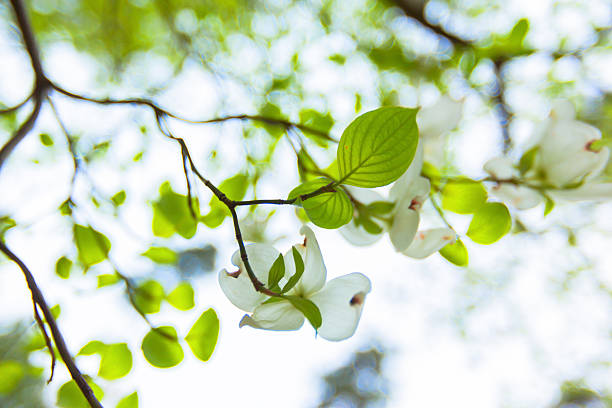 istock White flowering dogwood tree (Cornus florida) in bloom in sunlight 494397801