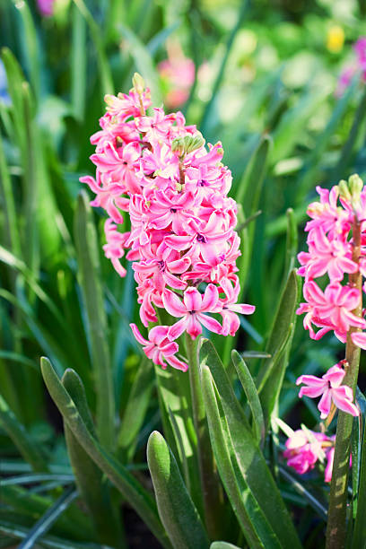 istock Bright colorful light pink hyacinths 494398039