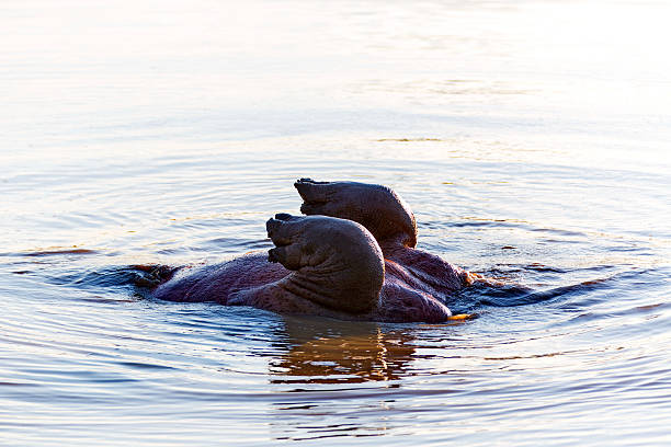 hippo ныряют - kruger national park hippopotamus animal mouth animal стоковые фото и изображения