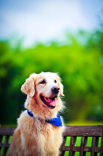 istock Golden retriever 494398349