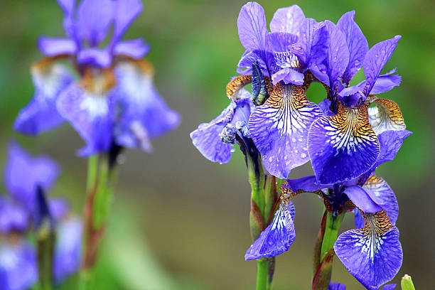 istock Purple iris flowers (purple flag), dwarf Iris reticulata garden image 494398793