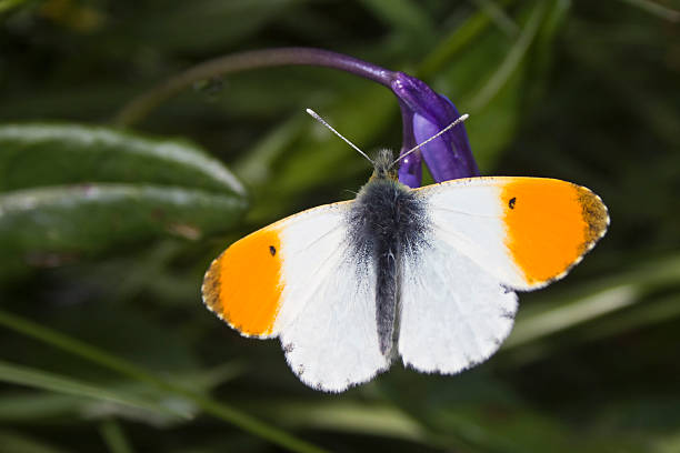 Orange Tip Butterfly on Bluebell stock photo