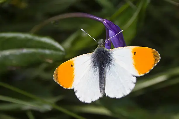 Orange Tip Butterfly on a Bluebell flower. Taken in the UK.