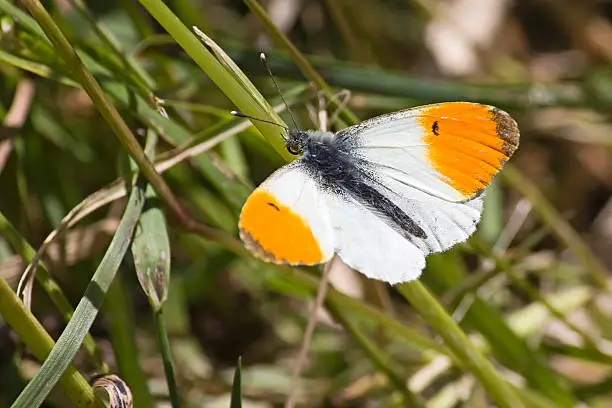 Orange Tip Butterfly on grass. Taken in the UK.