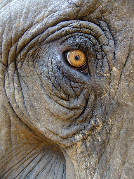 istock Eye of an elephant (Elephas maximus) 494400365