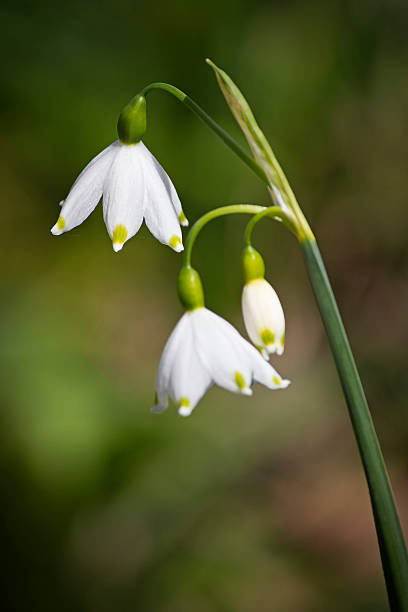 istock Snowflake Flowers - Blurred Natural Background 494400703