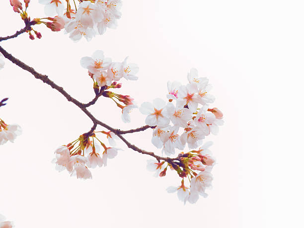 istock Yoshino cherry tree in full bloom in the sky background 494400795