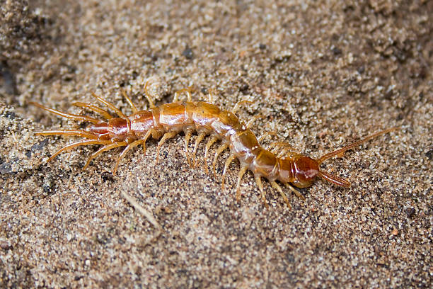 60 Lithobius Stock Photos Pictures Royalty Free Images IStock 60-lithobius-stock-photos-pictures-royalty-free-images-istock