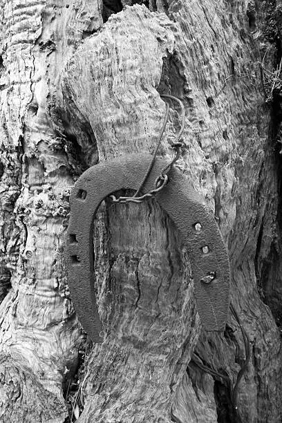 Photo of Horseshoe hanging to olive tree .