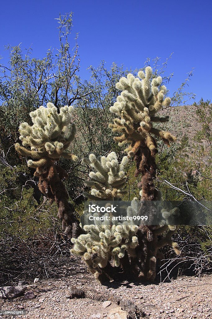 Cactus Cholla - Foto de stock de Aire libre libre de derechos