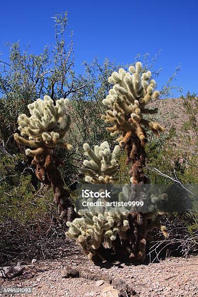 Cactus Cholla Foto de stock y más banco de imágenes de Aire libre - Aire libre, Arizona, Cactus