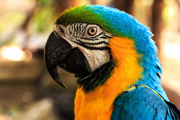istock Friendly Parrot Macaw Beautiful Colors. 494401405