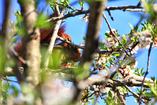 eating squirrel in the branches of an almond