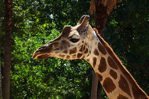 istock close up of young giraffe 494411505