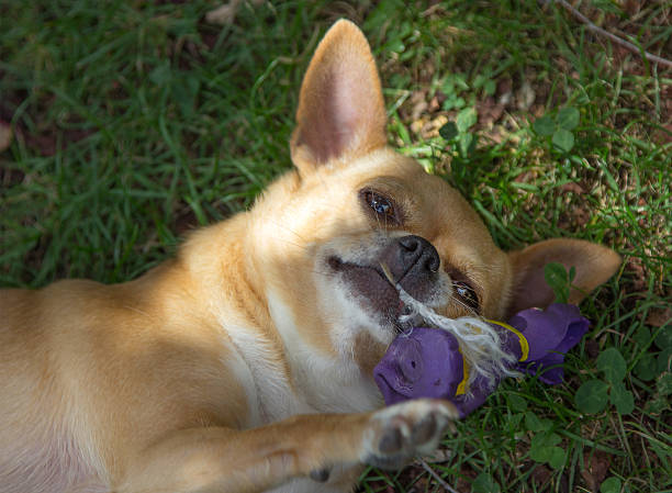istock funny chihuahua playing in the grass 494411531
