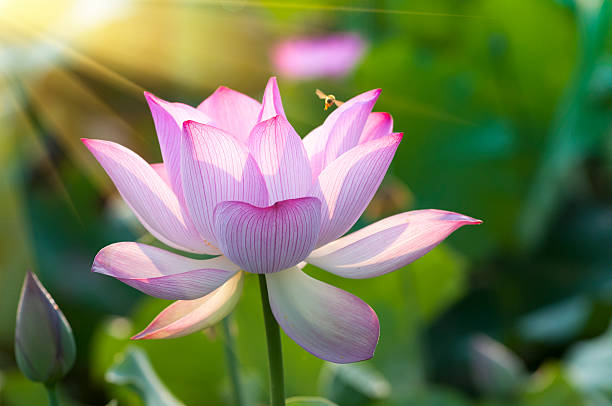 istock lotus flower blossom 494412027