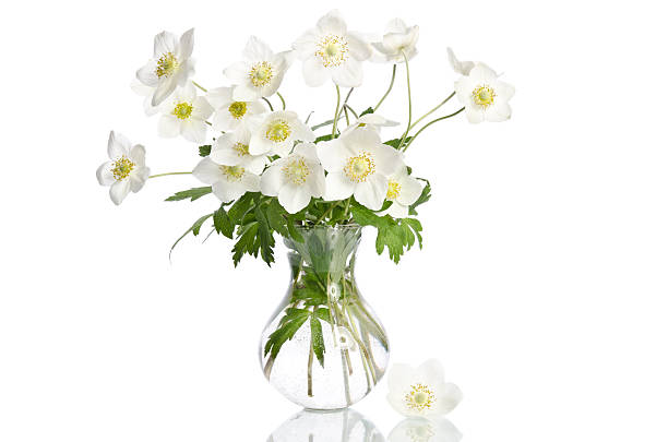istock Beautiful white anemones flowers isolated on white 494412098