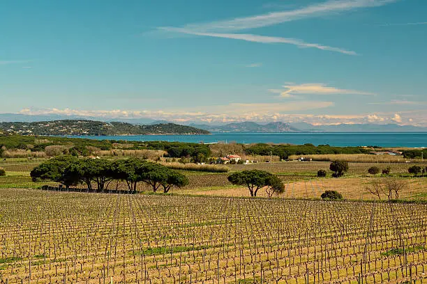 View of a france winegrowing area in spring with coast in the background