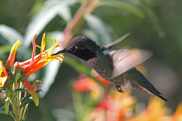 istock male Anna's hummingbird, Calypte anna 494412285