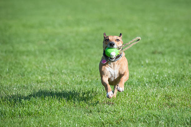 istock dog with a toy 494412648