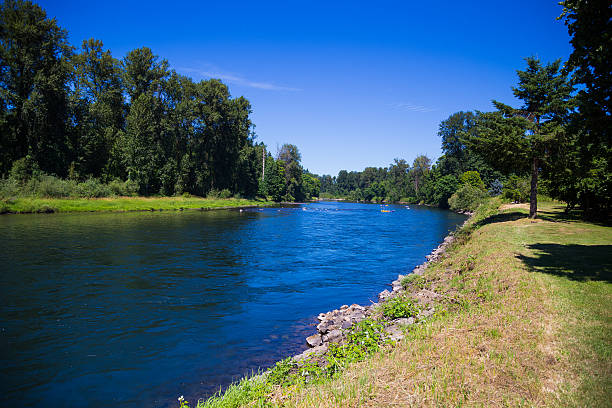 McKenzie River in Springfield Oregon Springfield Oregon's McKenzie River flows on the edge of town slowly with ample opportunity for intertubing recreation. eugene oregon stock pictures, royalty-free photos & images