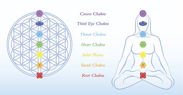 Flower of Life Description Chakras Woman Flower of life and meditating woman, both with symbols of the seven main chakras plus description. Vector illustration on blue gradient background. chakra stock illustrations