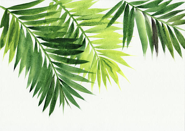 фон в виде пальмовых листьев - tree watercolor painting leaf zen like stock illustrations