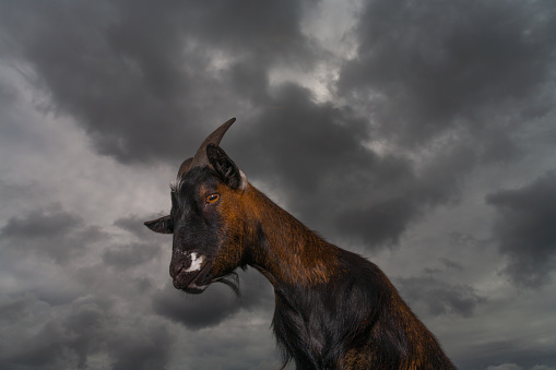 A portrait of an African Pygmy Goat. (Capra aegagrus hircus) against a stormy sky.