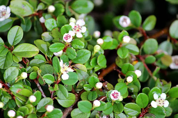 Photo showing the small white flowers on a cotoneaster shrub, Latin name: cotoneaster dammeri.  The growth on this evergreen shrub resembles that of its close relative, var. horizontalis.
