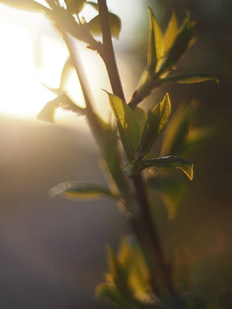 istock leaves of wild cherry in spring 494413577