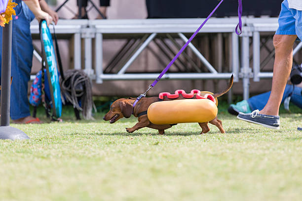 daschshund gekleidet wie ein hot dog zu fuß - wearing hot dog costume stock-fotos und bilder
