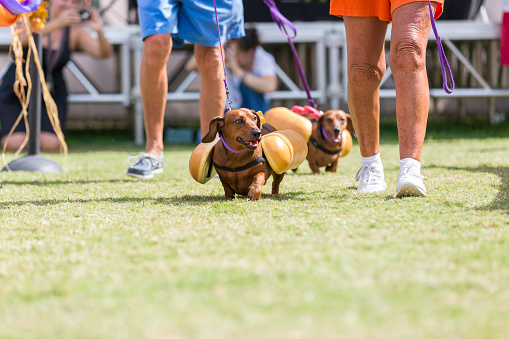 Naples, Florida, United States - October 25, 2015:  Two Daschshunds dressed as hot dogs walk down the runway with their handlers at the 8th annual Strut Your Mutt event sponsored by the Collier County Humane Society.