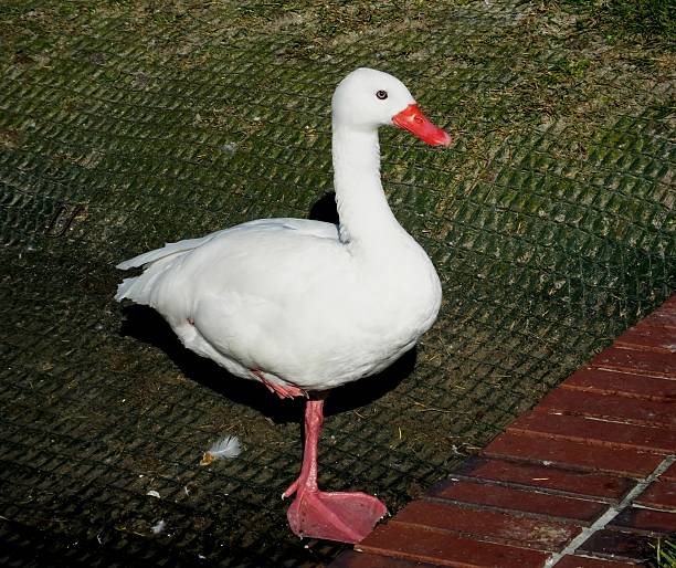 istock Coscoroba Swan (Coscoroba coscoroba) 494413918