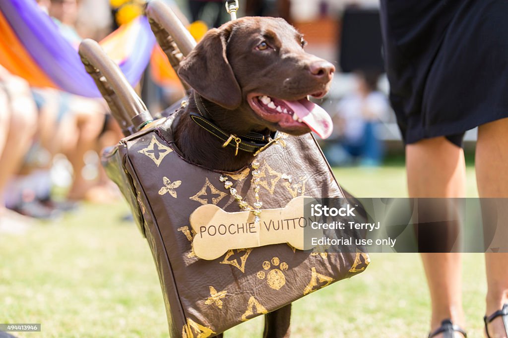 vuitton designer dog