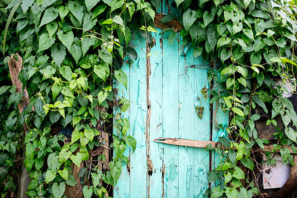 istock Old wooden door 494414455