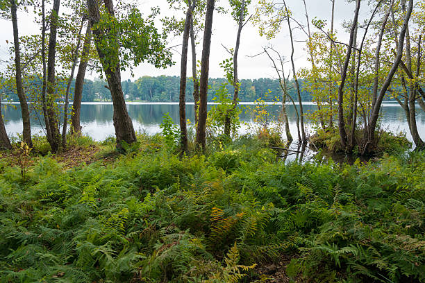 istock fern in fall at a lake with trees 494414634
