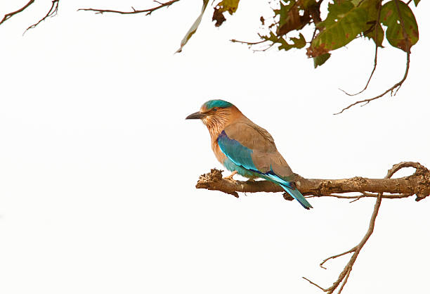 Indian Roller The Indian Roller (Coracias benghalensis) or  Blue Jay in former times is a member of the roller family of birds. Mainly found in  Indian Subcontinent. Commonly seen perched along roadside trees and wires. coracias benghalensis stock pictures, royalty-free photos & images