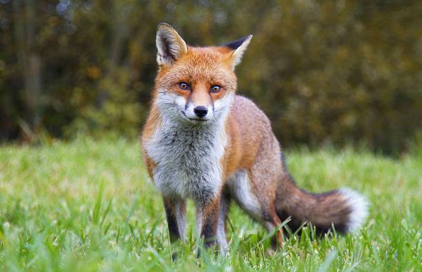 red fox - rotfuchs stock-fotos und bilder