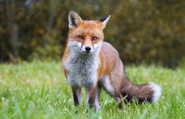 volpe rossa - animal mammal outdoors red fox foto e immagini stock