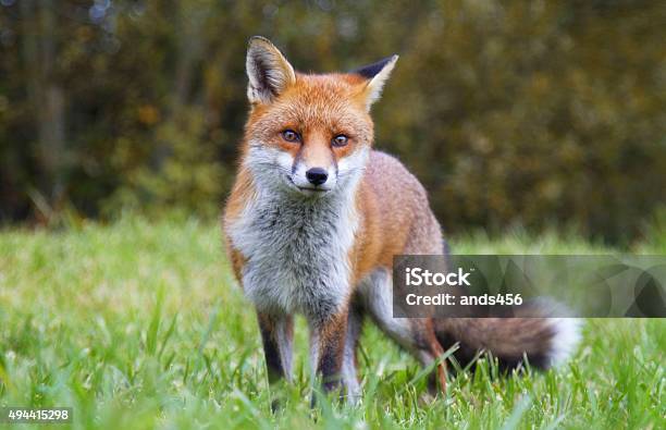 Red Fox Stock Photo - Download Image Now - Fox, Red Fox, Animals In The Wild