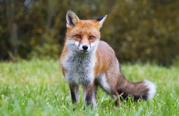 Red Fox looking directly at camera