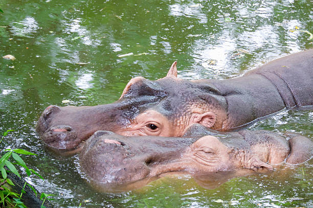 hipopótamo - hippopotamus amphibian sleeping hippo sleeping - fotografias e filmes do acervo